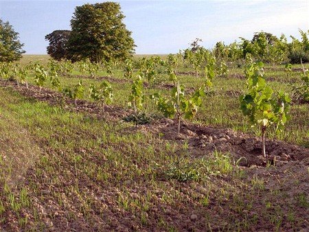 The Making of a Great Pinot Noir