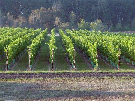 The Making of a Great Pinot Noir