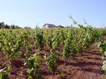 The Making of a Great Pinot Noir