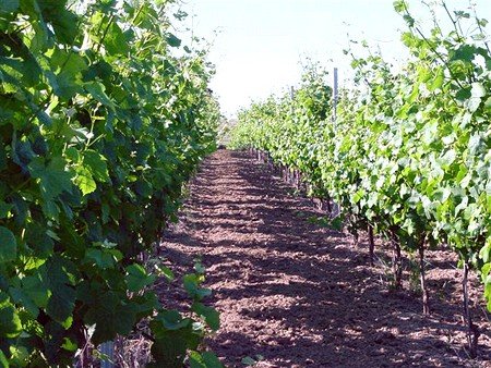 The Making of a Great Pinot Noir
