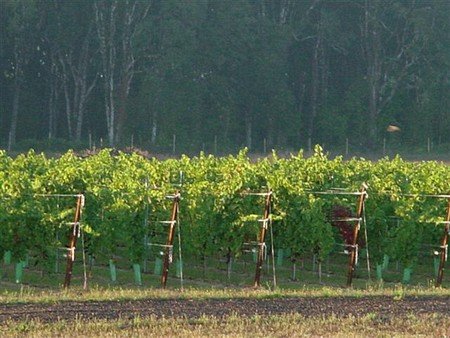 The Making of a Great Pinot Noir