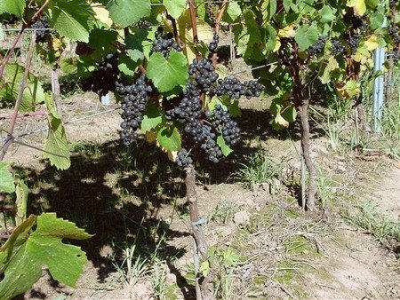 The Making of a Great Pinot Noir
