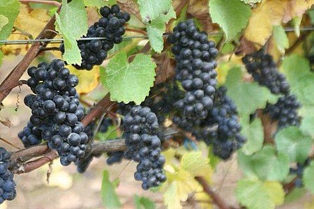 The Making of a Great Pinot Noir