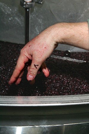 The Making of a Great Pinot Noir