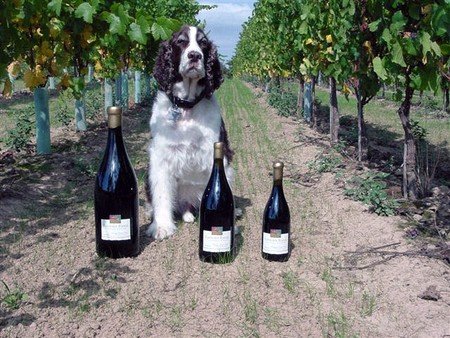 The Making of a Great Pinot Noir